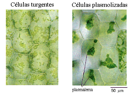 Celulas vegetales